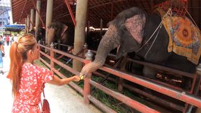 Feeding elephants and lovemaking at home after