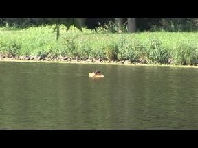 Cocks in the ass at camp - DVD